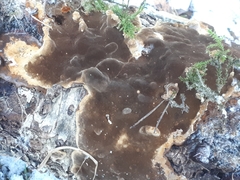 Phellinus laevigatus