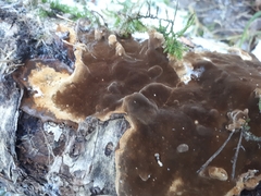 Phellinus laevigatus