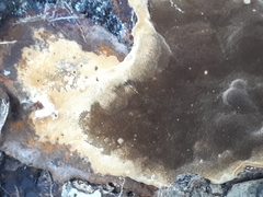 Phellinus laevigatus