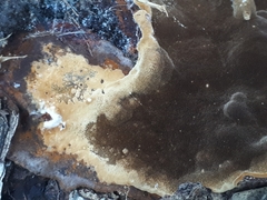 Phellinus laevigatus