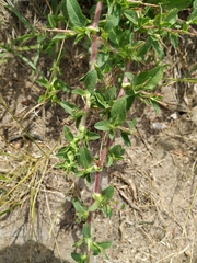 Ononis spinosa hircina