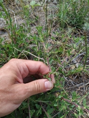 Ononis spinosa hircina