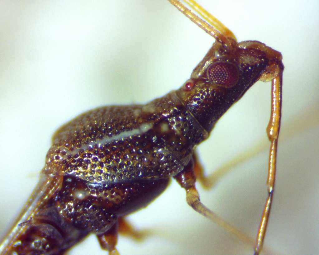 Spined Stilt Bug