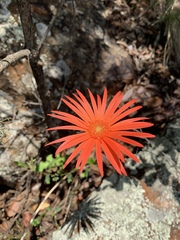 Gerbera jamesonii