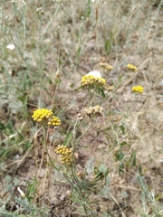 Achillea micrantha