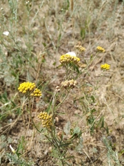 Achillea micrantha