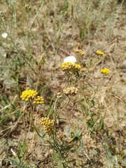 Achillea micrantha