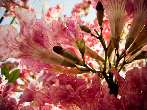 Tabebuia rosea - Leaves