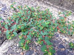 Euphorbia humifusa
