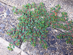 Euphorbia humifusa