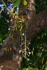 Dendrobium crepidatum