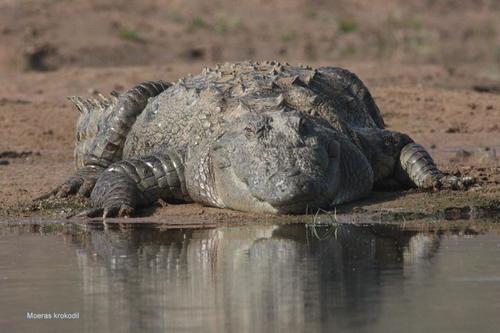 Mugger Crocodile, photo 6 of 10