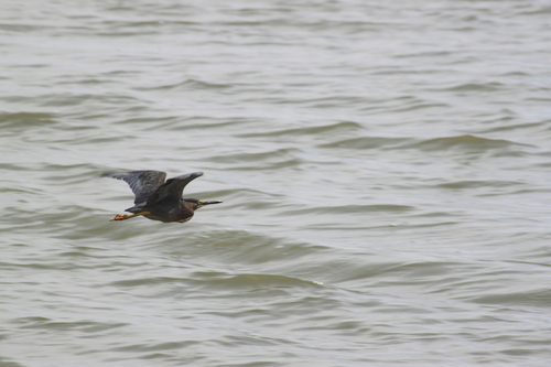 Green Heron