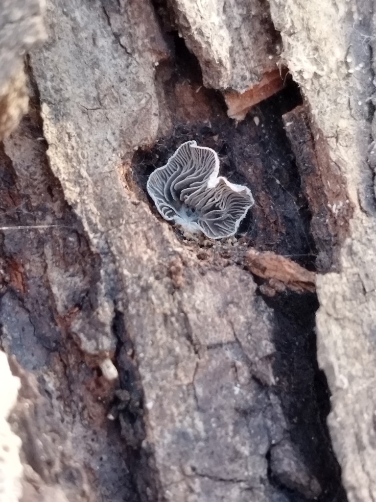 Resupinatus applicatus · August 2025 · photo: © seba_fornes (iNaturalist, cc-by)