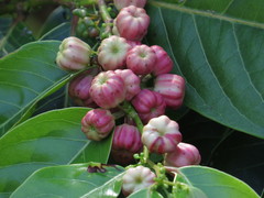 Glochidion harveyanum
