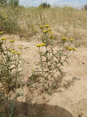 Achillea micrantha