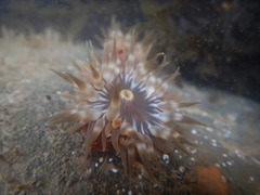 Anemonia