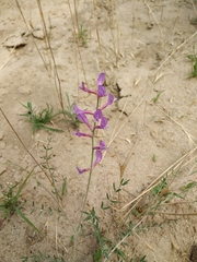 Astragalus varius