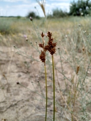 Carex colchica