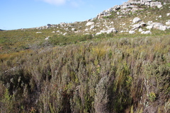 Seriphium cinereum
