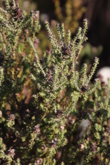 Seriphium cinereum