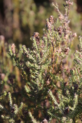 Seriphium cinereum