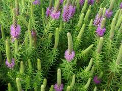 Pogostemon deccanensis