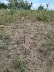 Dianthus polymorphus