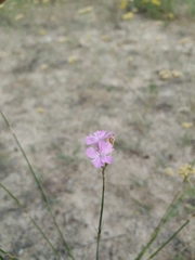 Dianthus polymorphus