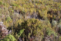 Cyclopia genistoides