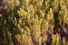 Cyclopia genistoides