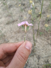 Dianthus polymorphus