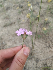Dianthus polymorphus