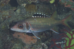 Blackfin Squirrelfish photo 5