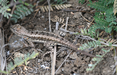 Microlophus occipitalis