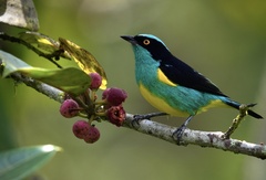 Yellow-Tufted Dacnis photo 2
