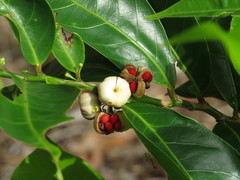 Glochidion harveyanum