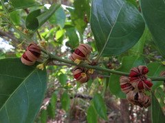 Glochidion harveyanum