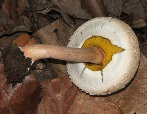 Pineapple Bolete
