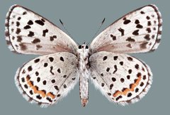 Euphilotes stanfordorum