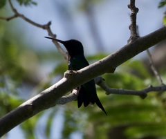 Chrysuronia coeruleogularis