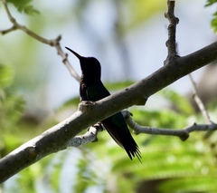 Chrysuronia coeruleogularis