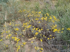 Achillea micrantha