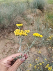 Achillea micrantha