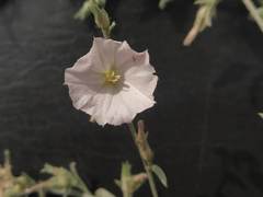 Convolvulus prostratus
