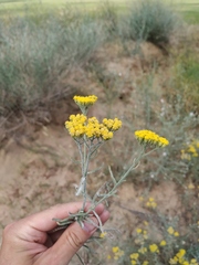 Achillea micrantha