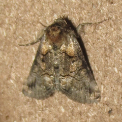 Abrostola microvalis