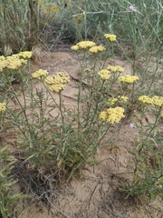 Achillea × submicrantha
