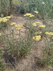 Achillea × submicrantha
