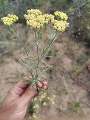 Achillea × submicrantha